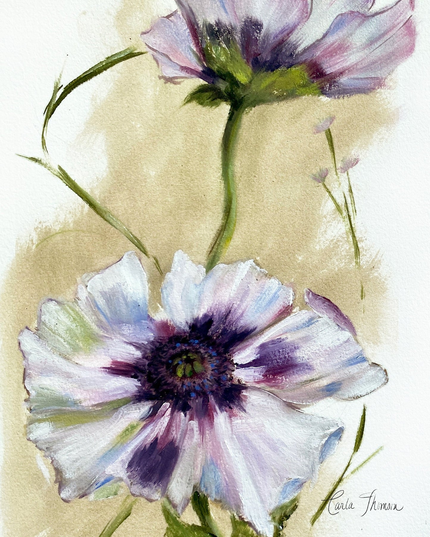 Anemones Study