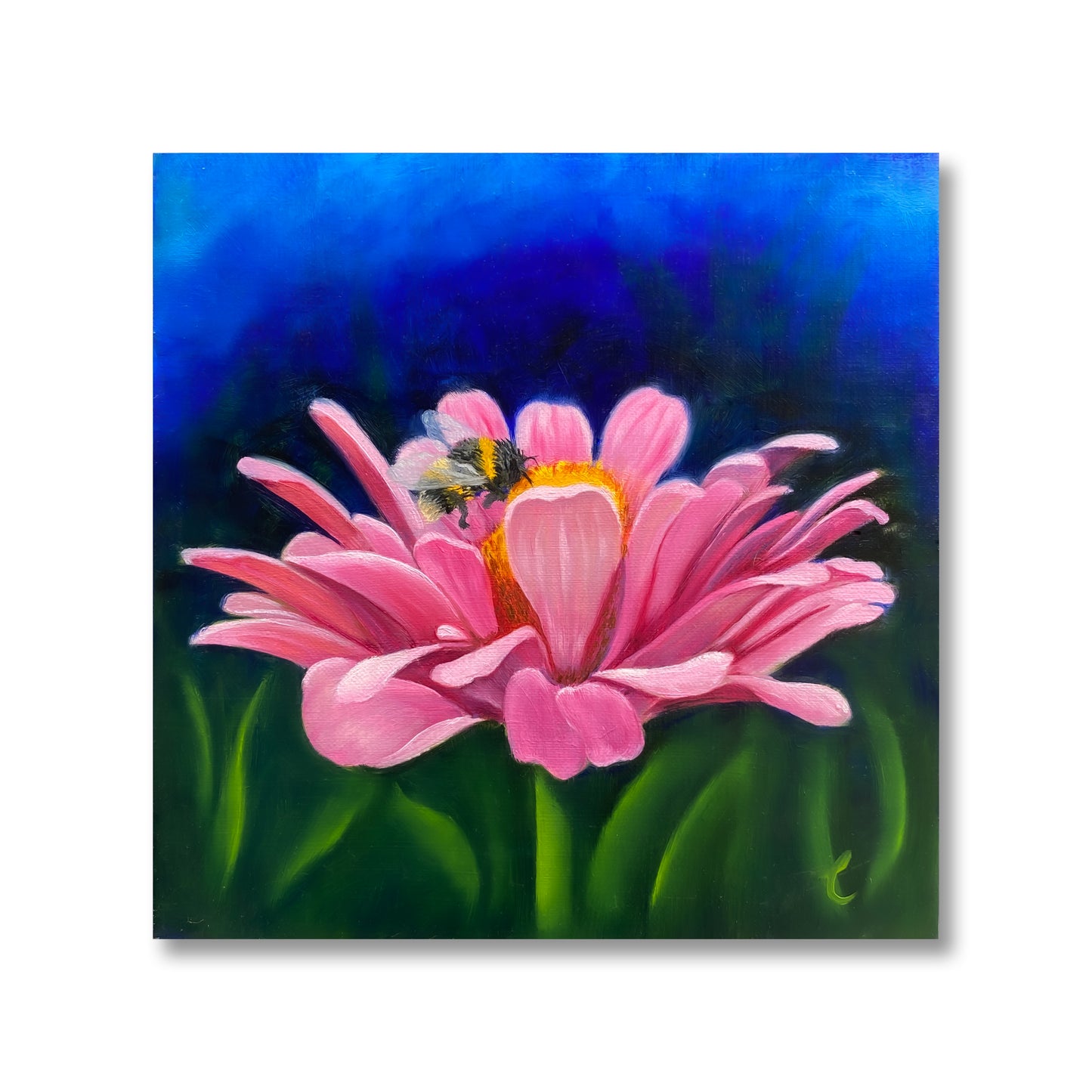 Pink Zinnia with Bumblebee