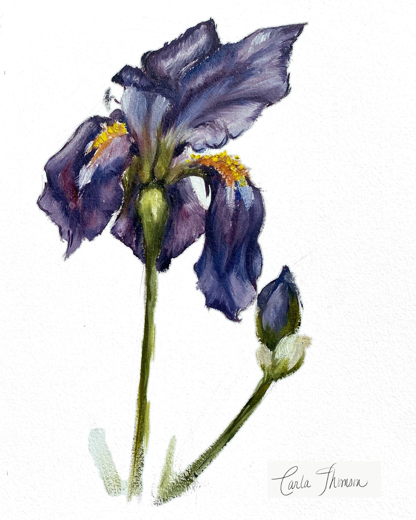 Iris Study II