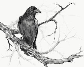 Raven Charcoal Drawing