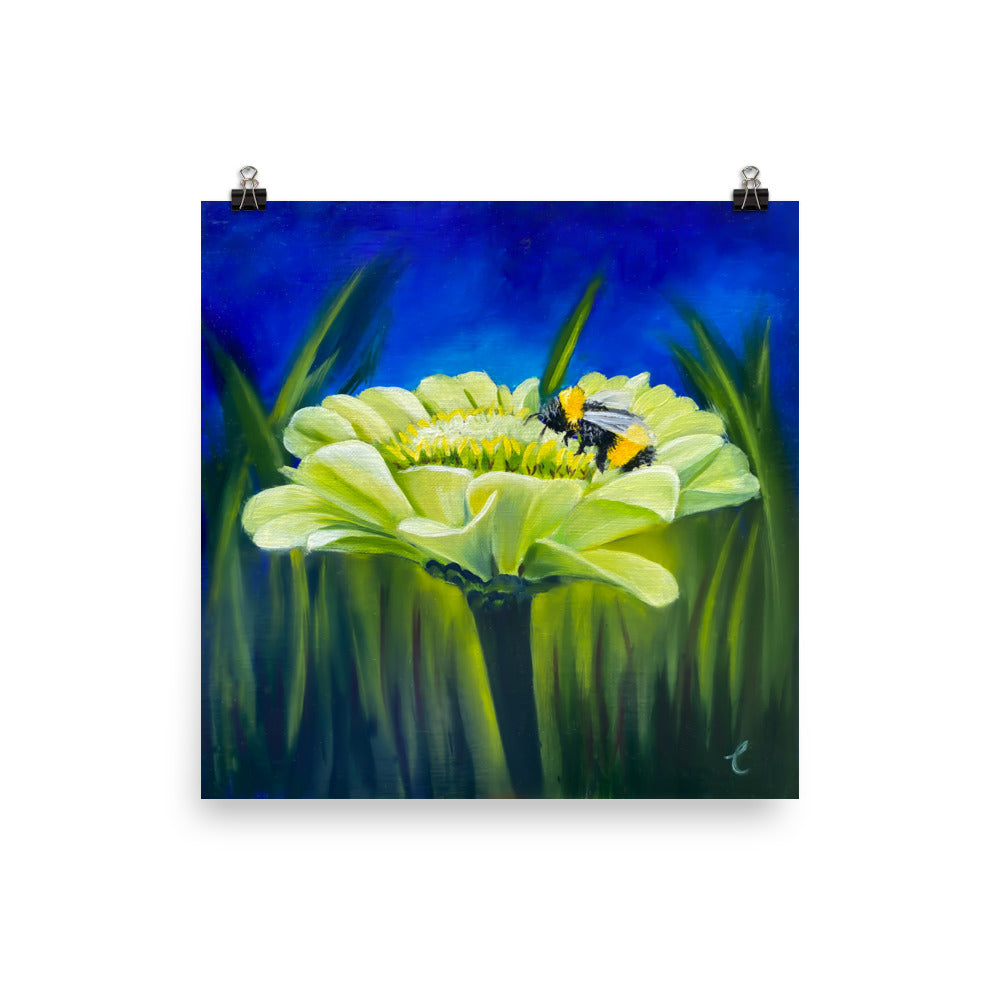 White Zinnia with Bumblebee