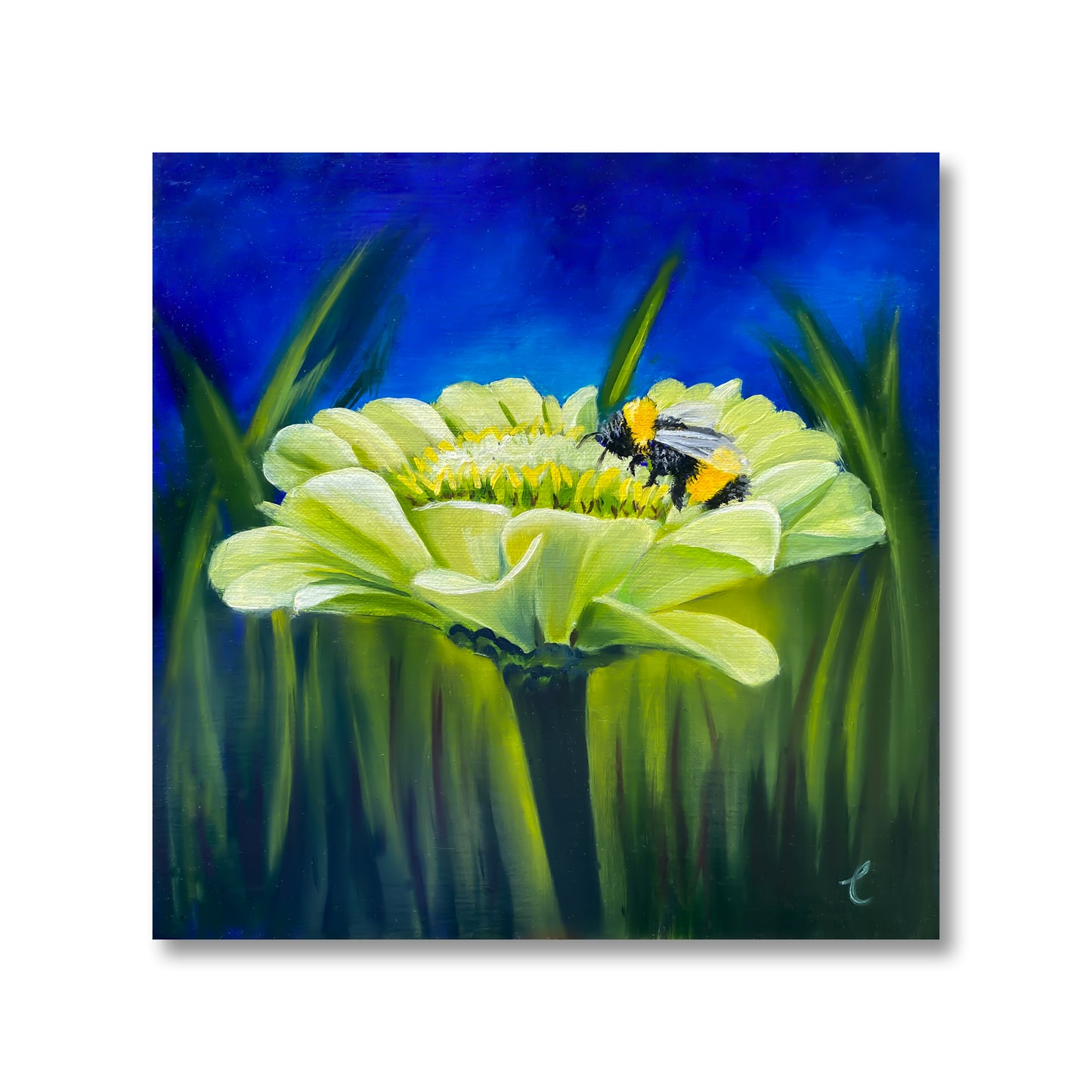 White Zinnia with Bumblebee