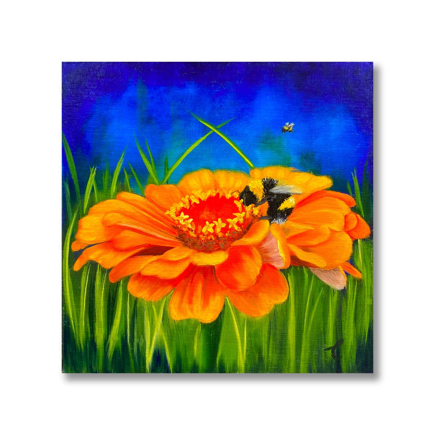 Orange Zinnia with Bumblebee