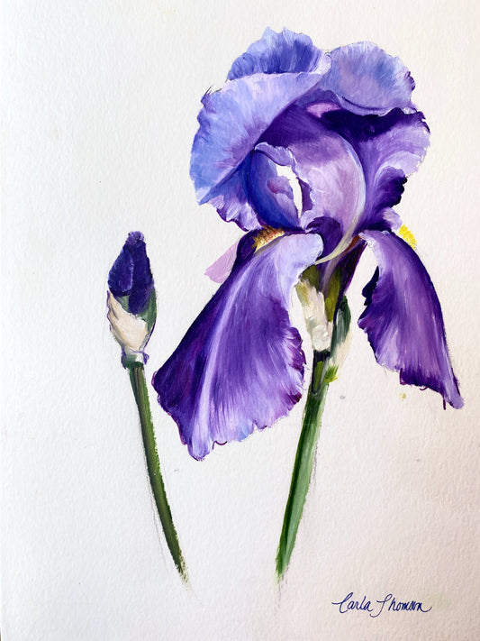 Iris Study