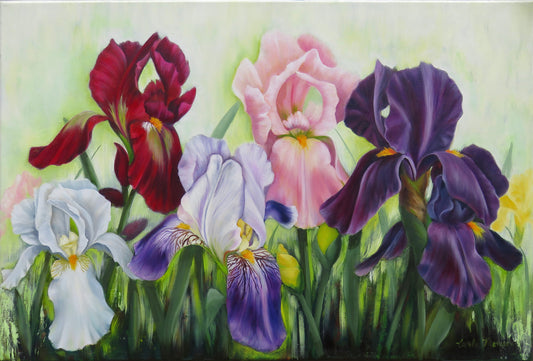 Iris
