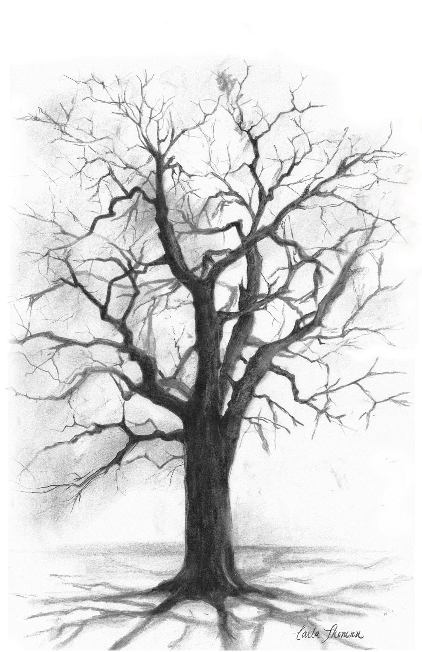 Charcoal Sketch of Tall Oak Tree